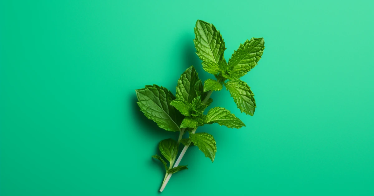 The Wild Origin of Stevia